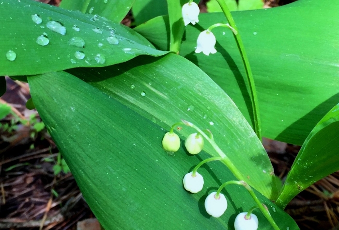 Ландыш convallaria majalis