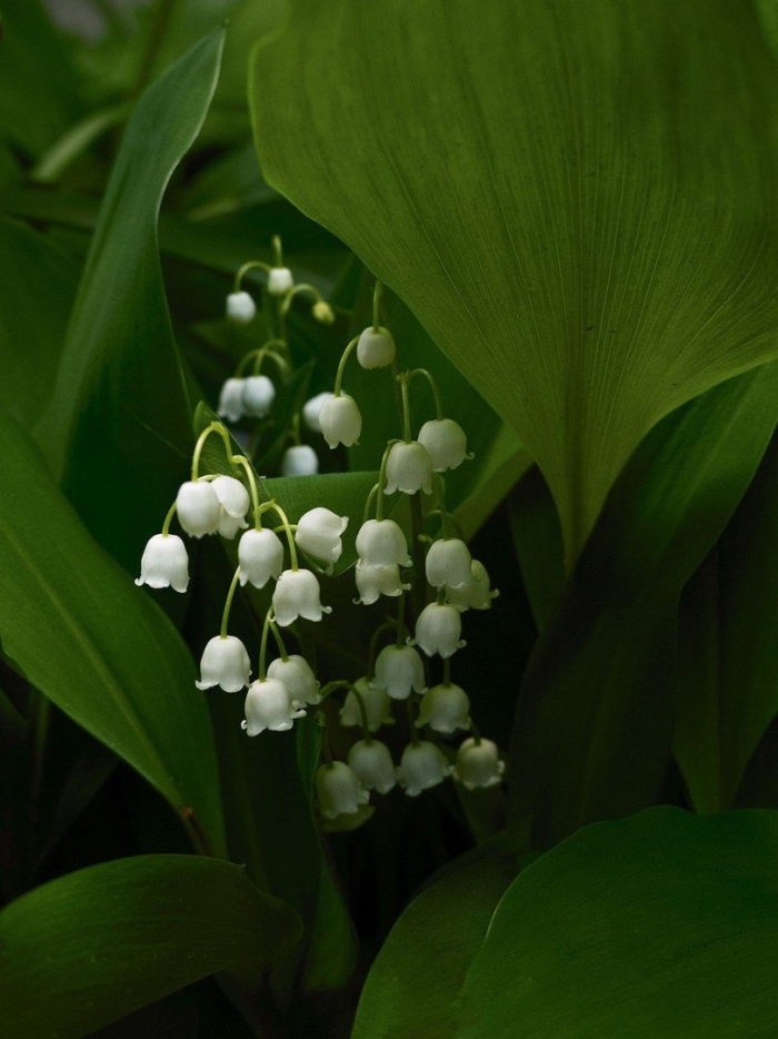 Ландыш майский соцветие