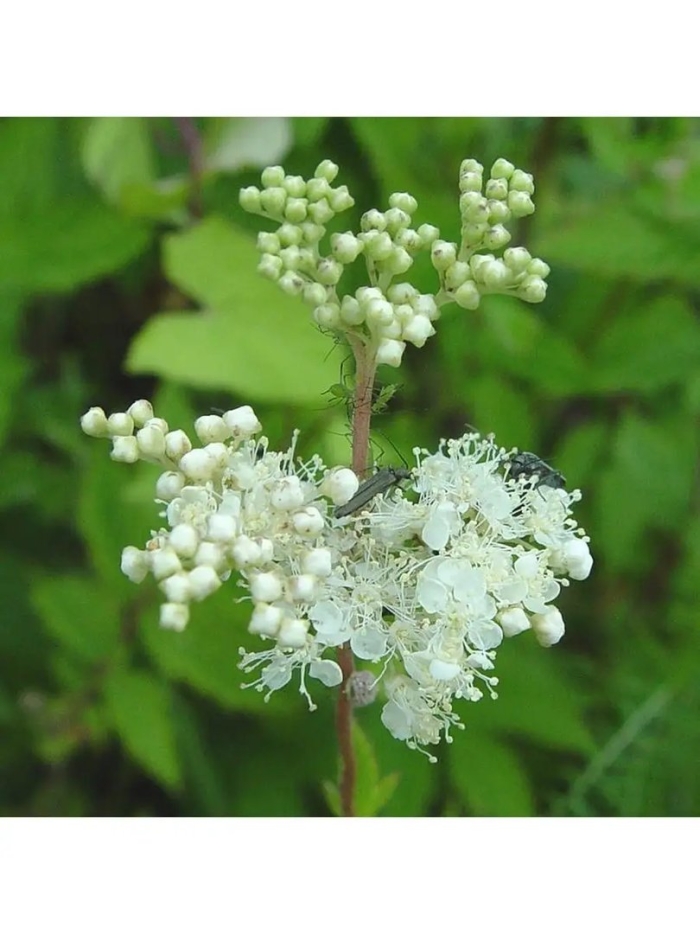 Лабазник вязолистный таволга