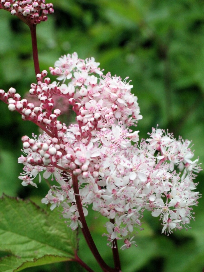 Лабазник таволга