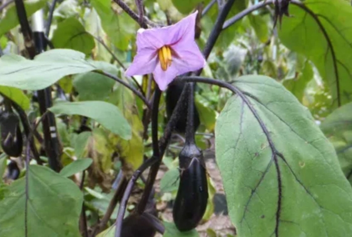 Баклажан цветок