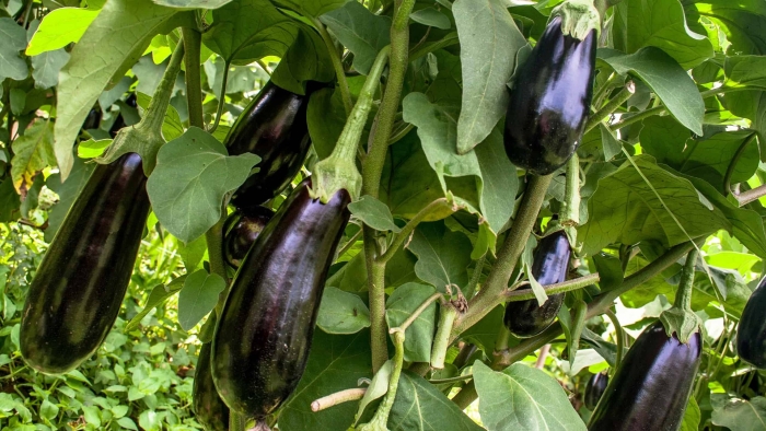 Баклажан куст