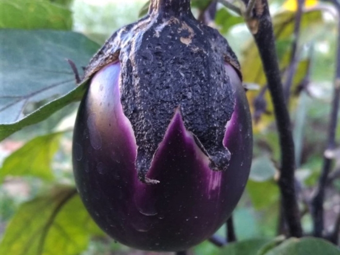 Баклажан сорт гелиос