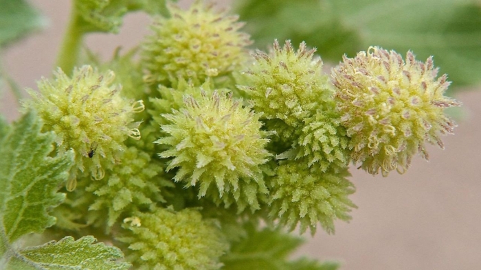 Дурнишник обыкновенный