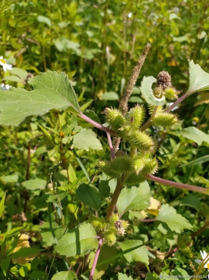 Дурнишник сибирский