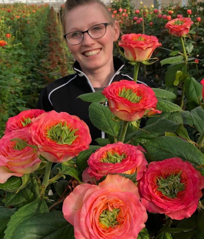 Роза грин айленд поппи