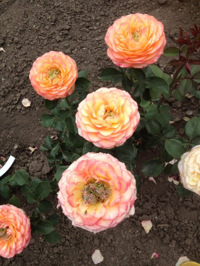 Гудини роза