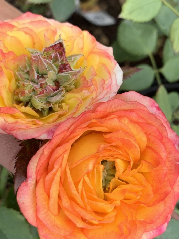 Роза гудини