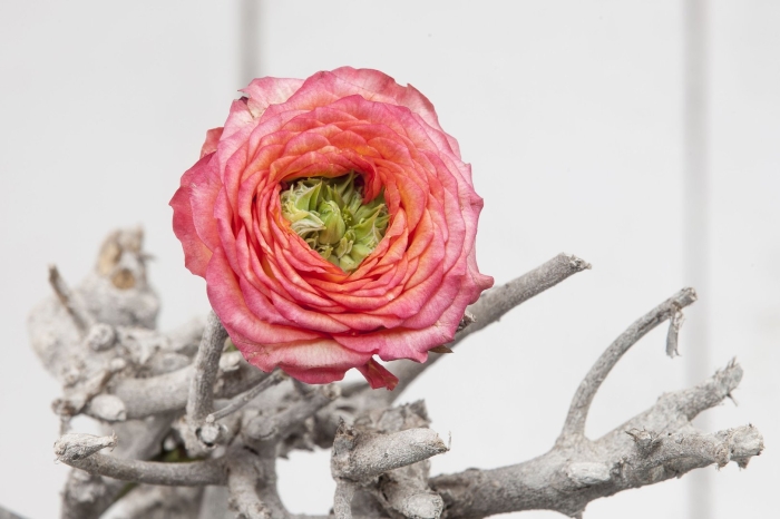 Роза гудини