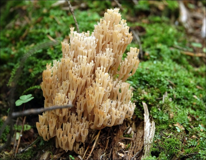 Гриб клавикорона коробчатая