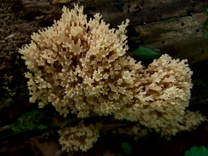 Artomyces pyxidatus