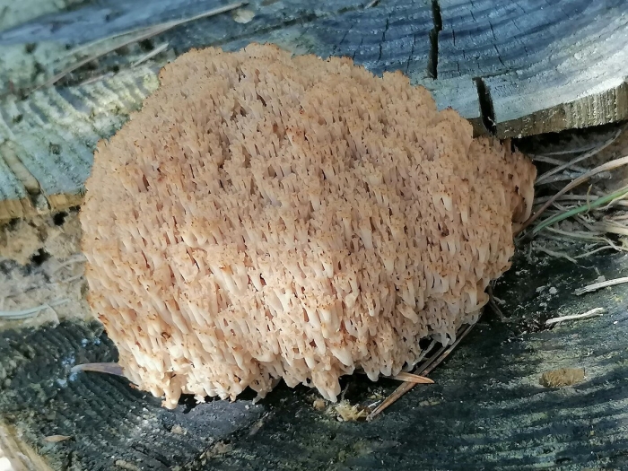 Ежовик коралловидный гриб