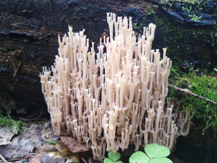 Гриб рогатик съедобный