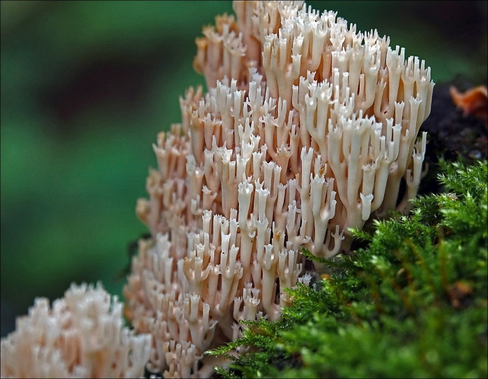 Рогатик коралловидный