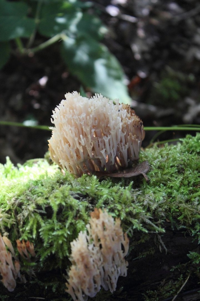 Клавикорона крыночковидная гриб