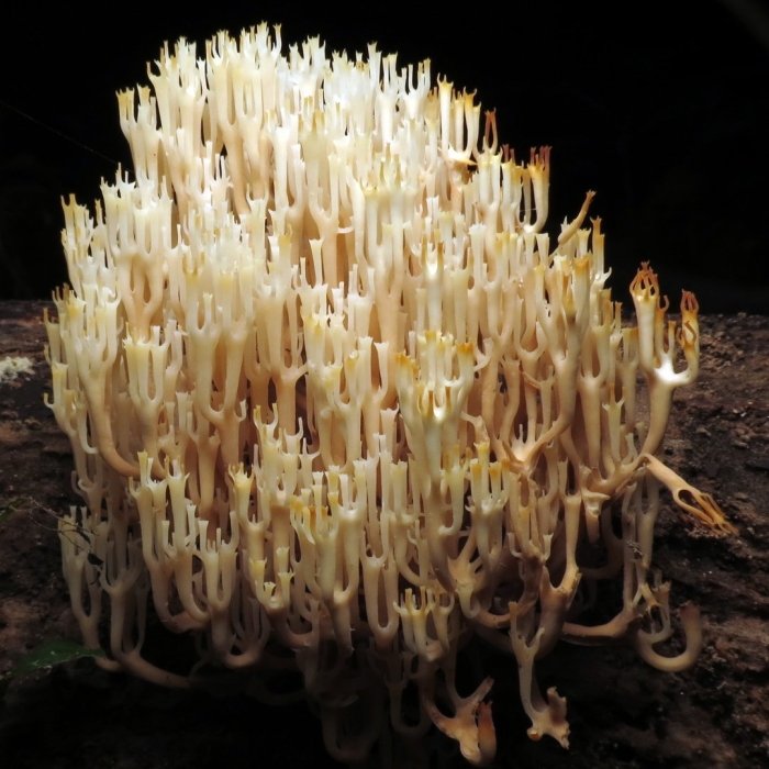 Crown tipped coral