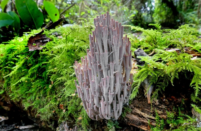 Alloclavaria purpurea