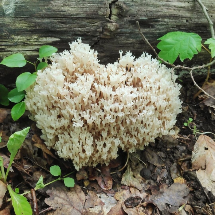 Артомицес крыночковидный