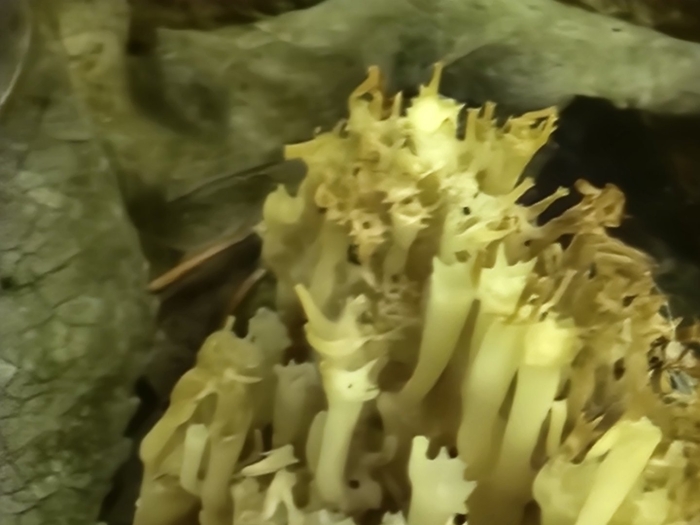 Гриб рогатик рамария