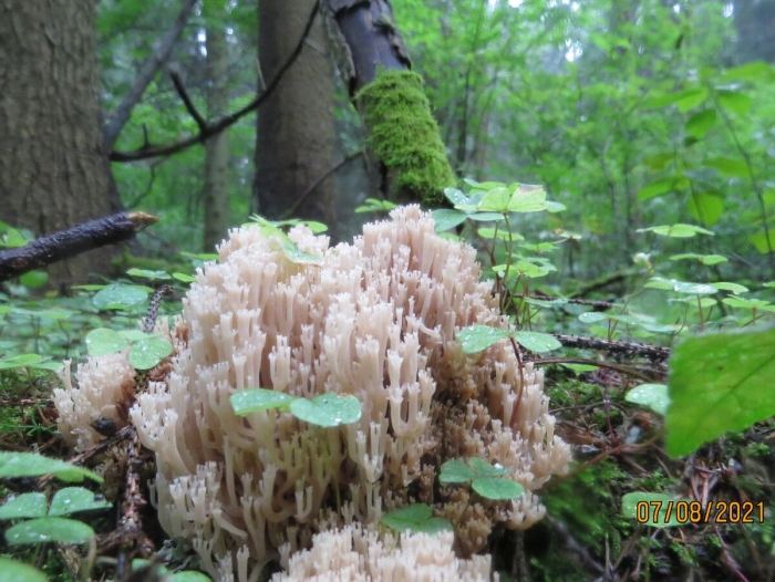 Рогатик оленьи рожки гриб