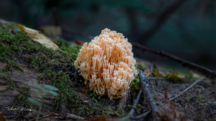 Ежовик коралловый гриб