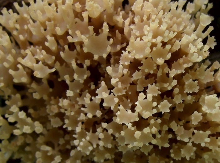 Белый коралл санго