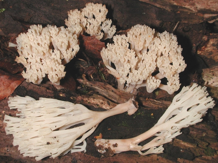Tremella fuciformis