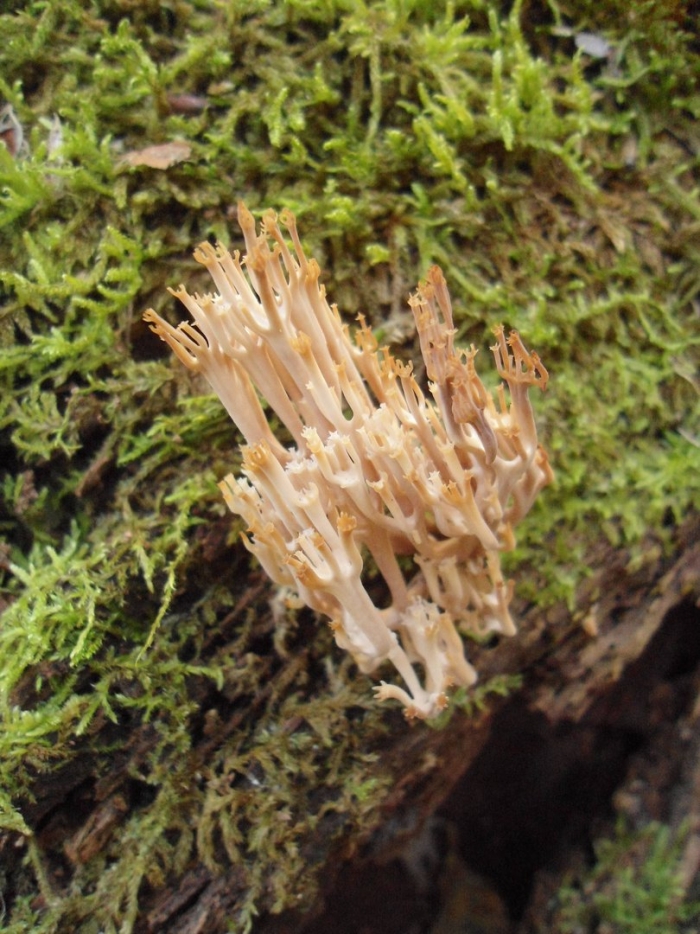 Клавикорона коробчатая