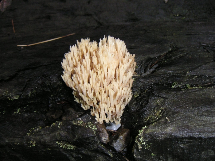 Artomyces pyxidatus