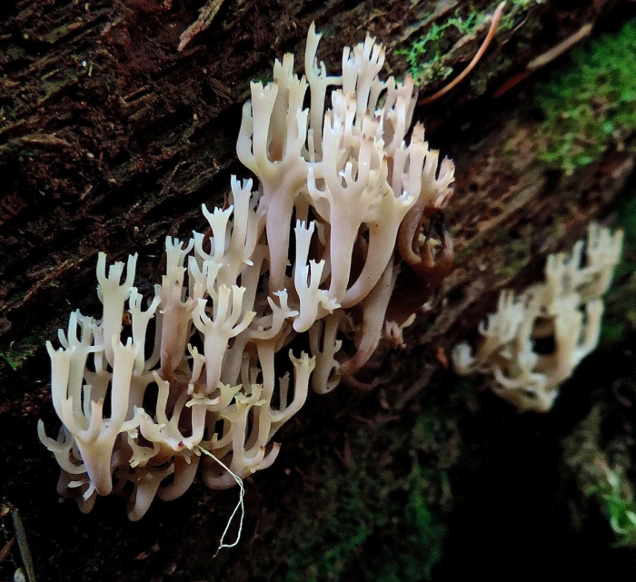 Гриб рогатик