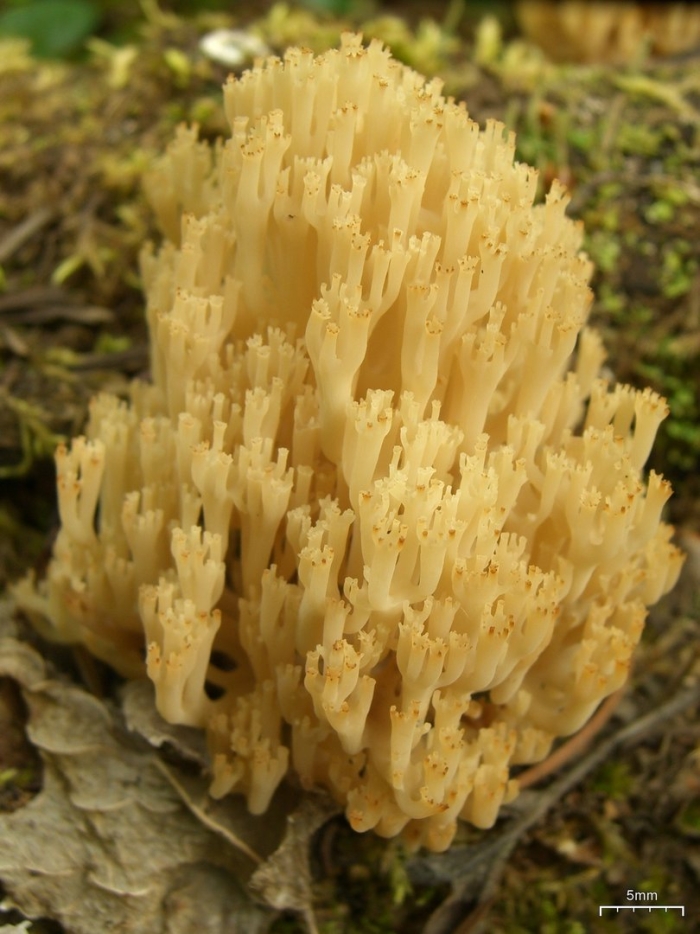Клавикорона крыночковидная artomyces pyxidatus