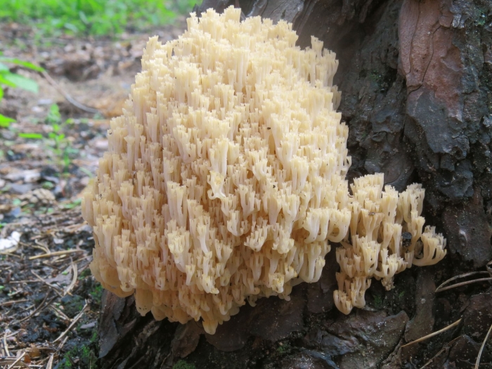 Клавикорона гриб