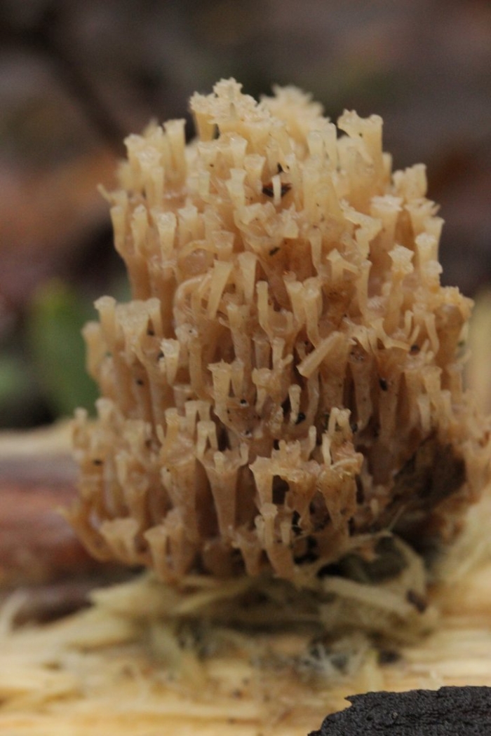 Клавикорона крыночковидная