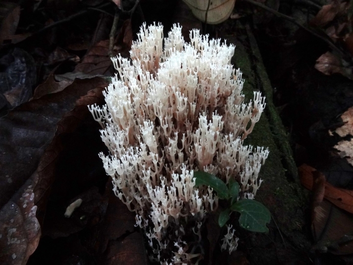 Клавикорона крыночковидная artomyces pyxidatus