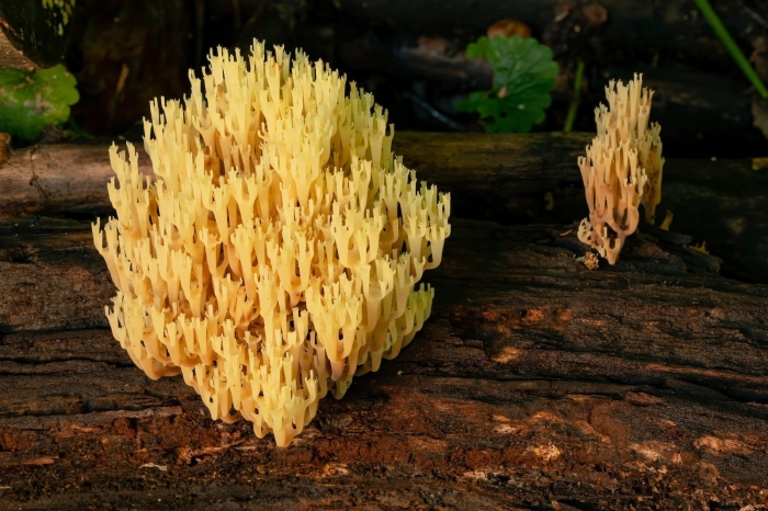 Ramaria aurea