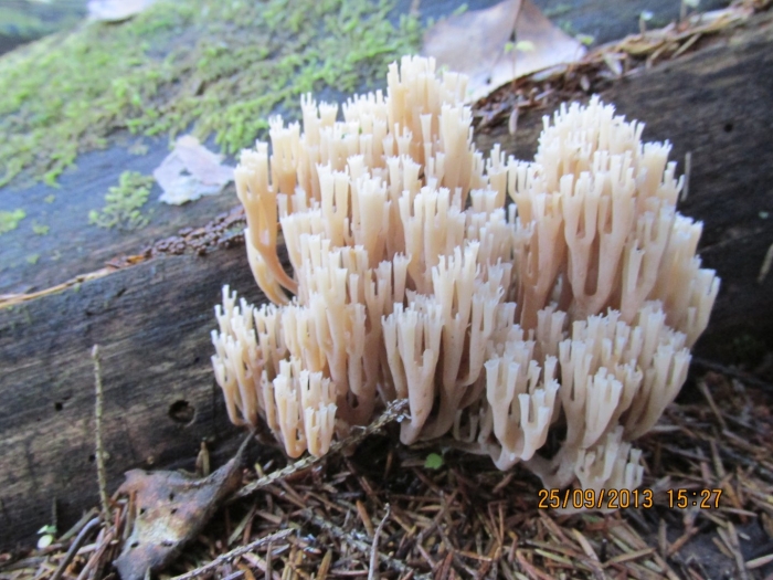 Гриб клавикорона коробчатая