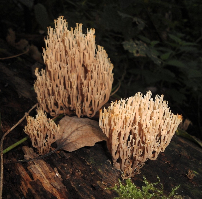 Clavicorona pyxidata