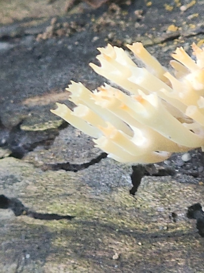 Клавулина гребенчатая clavulina cristata