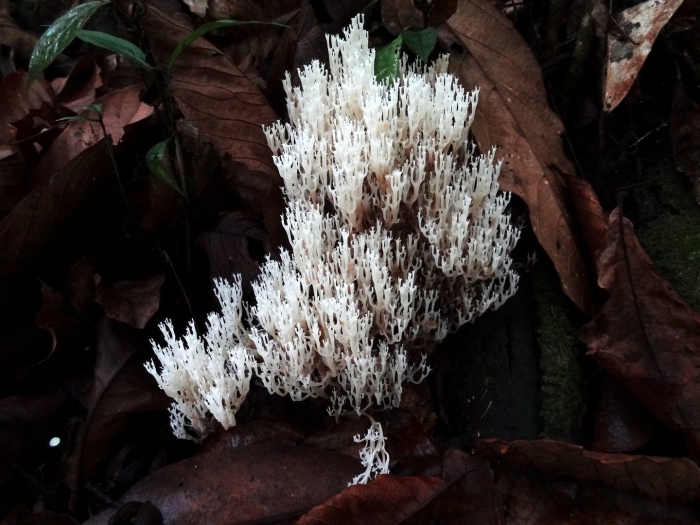 Ежовик коралловидный