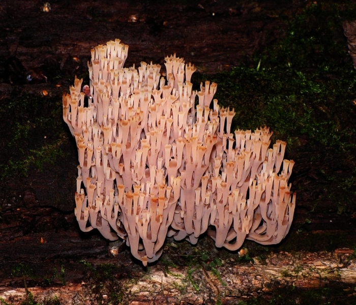 Рогатик пестиковый