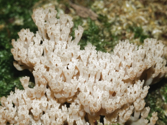 Гриб ежовик коралловидный