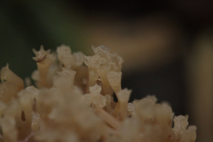 Clavulina coralloides