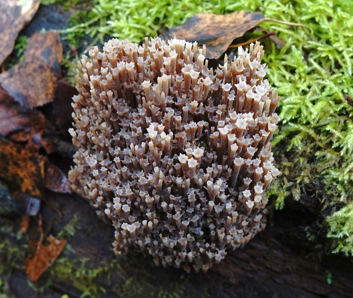 Клавикорона крыночковидная artomyces pyxidatus