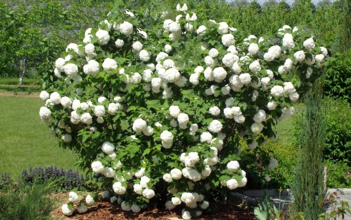 Калина обыкновенная розеум бульденеж