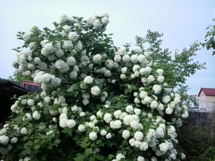 Бульденеж калина