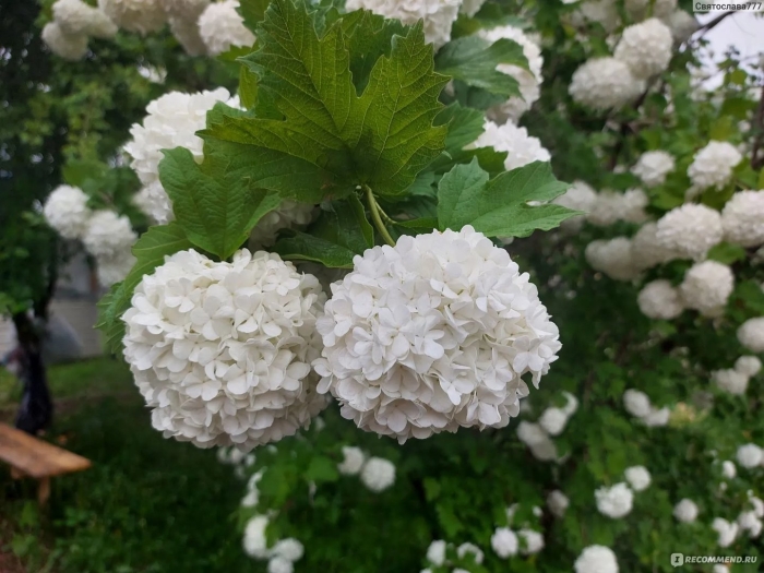 Калина бульдонежоп