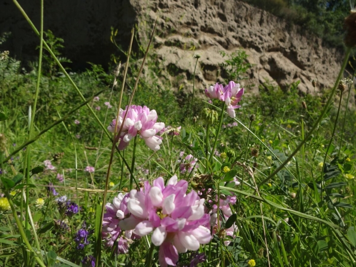 Вязель пестрый