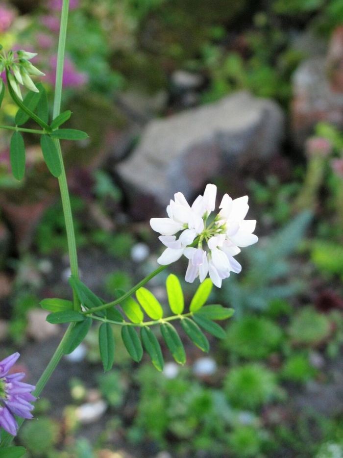 Вязель пестрый coronilla varia