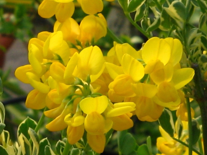 Coronilla valentina subsp glauca