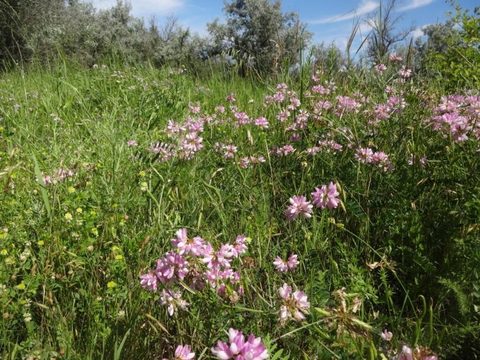 Вязель луговой